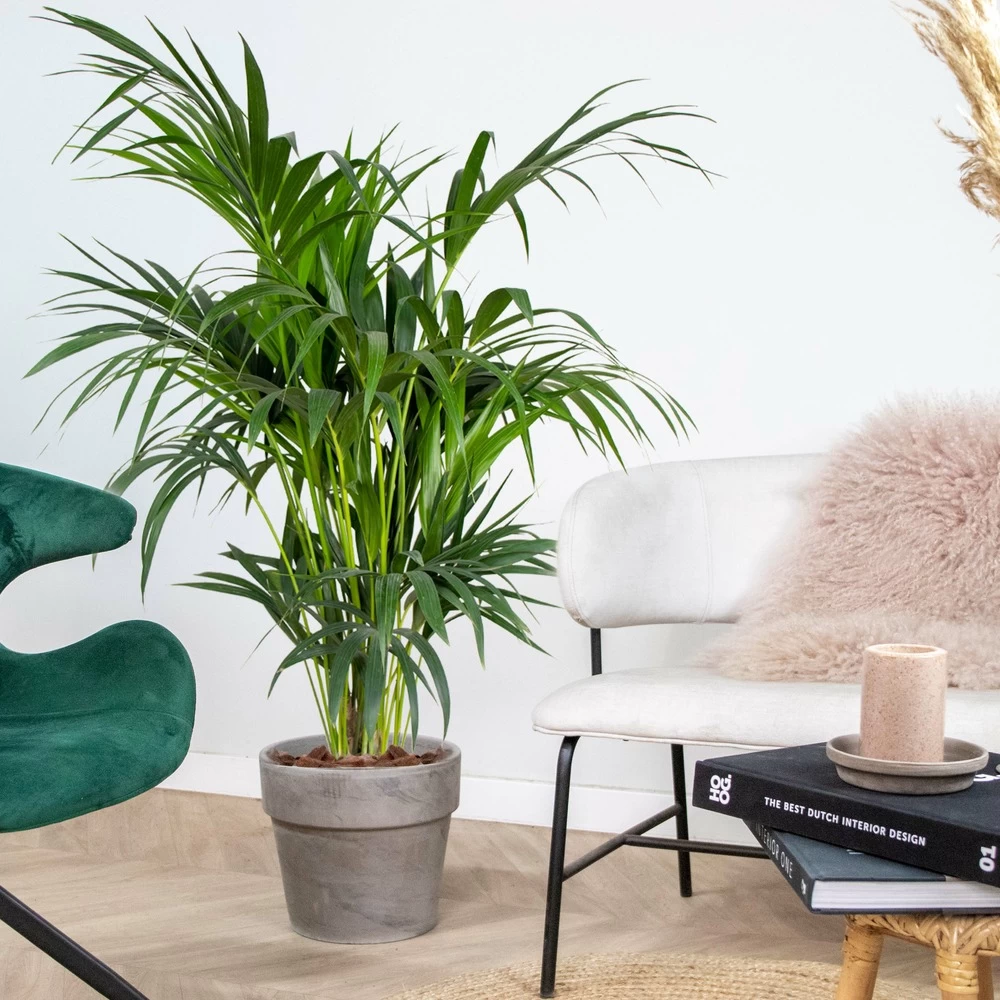 Howea Forsteriana - Palmier Kentia - Plante D'intérieur - Purificateur D'air – ⌀24 Cm - ↕120-130 Cm – Image 4