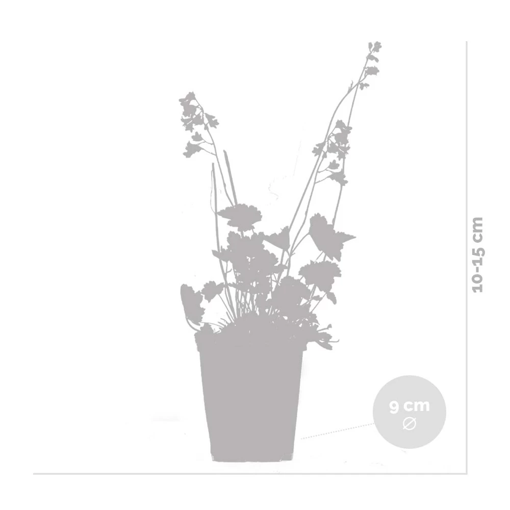 Heuchera Sanguinea 'splendens' - Campanule Pourpre - Vivace - Rustique – ⌀9 Cm - ↕10-15 Cm – Image 4