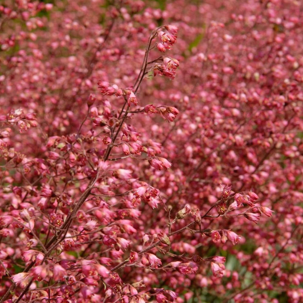 Heuchera Sanguinea 'splendens' - Campanule Pourpre - Vivace - Rustique – ⌀9 Cm - ↕10-15 Cm – Image 3