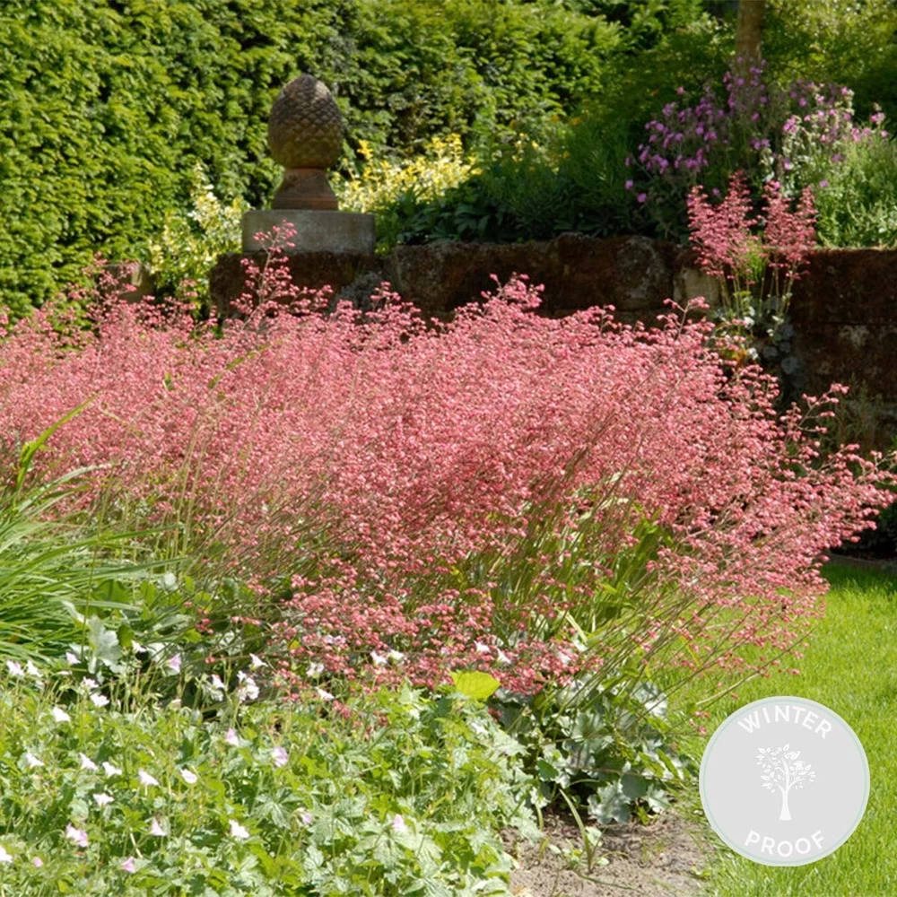 Heuchera Sanguinea 'splendens' - Campanule Pourpre - Vivace - Rustique – ⌀9 Cm - ↕10-15 Cm