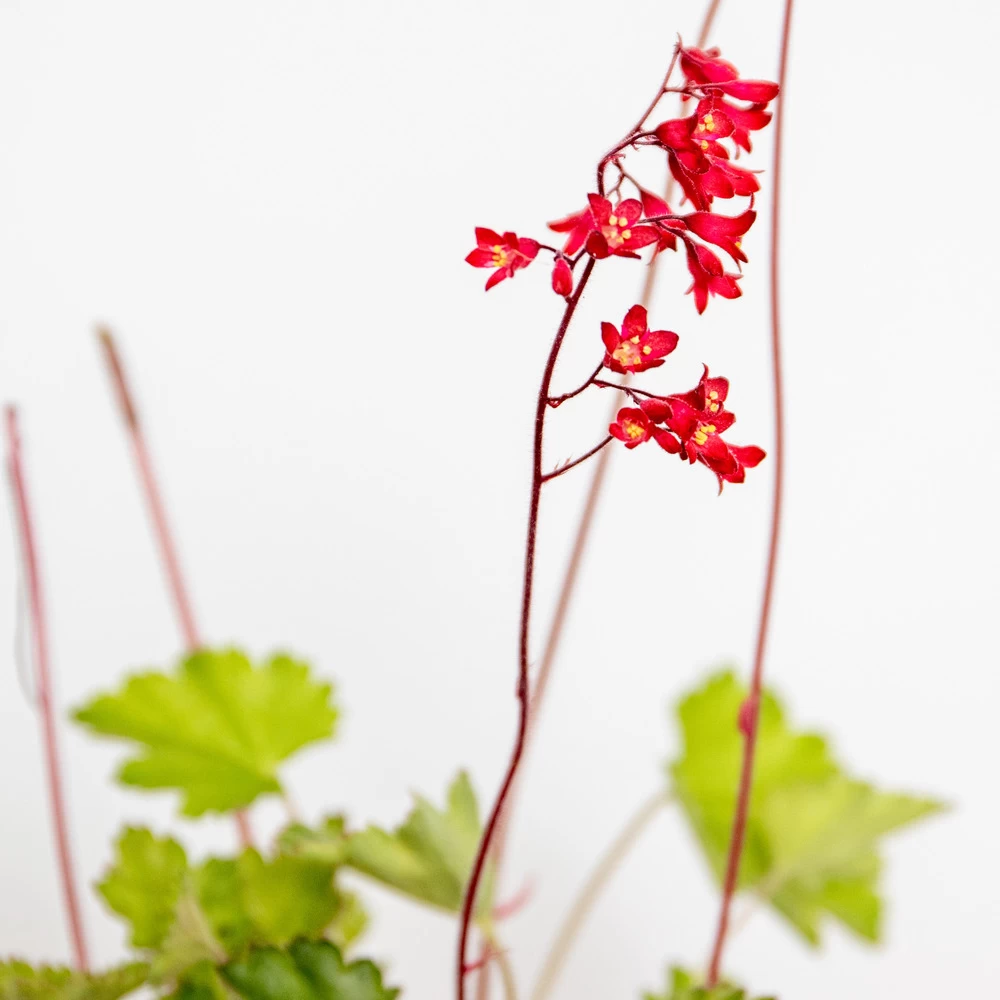 Heuchera Sanguinea 'splendens' - Campanule Pourpre - Vivace - Rustique – ⌀9 Cm - ↕10-15 Cm – Image 5
