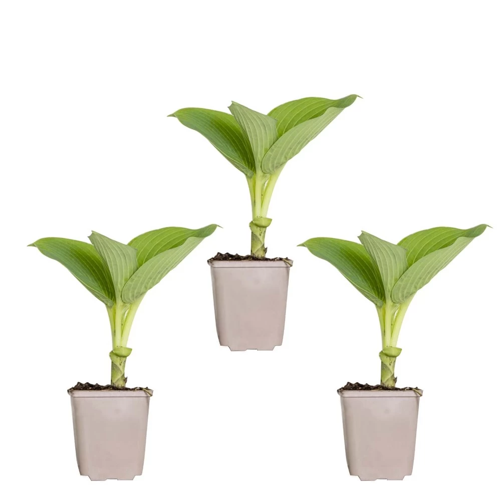 3x Hosta Sieboldiana 'elegans' - Lys Coeur - Vivace - Rustique – ⌀9 Cm - ↕10-15 Cm – Image 2