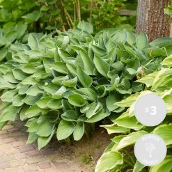 3x Hosta Sieboldiana 'elegans' - Lys Coeur - Vivace - Rustique – ⌀9 Cm - ↕10-15 Cm