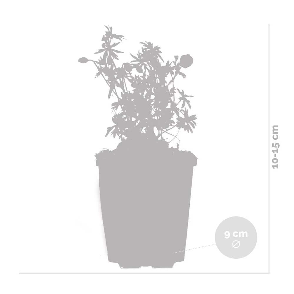 Geranium Sanguineum - Géranium Sanguin - Plante D'extérieur - Peu D'entretien – ⌀9 Cm - ↕10-15 Cm – Image 4