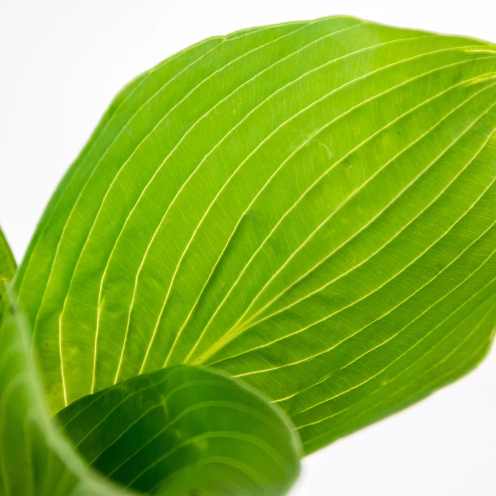 Hosta Sieboldiana 'elegans' - Lys Coeur - Vivace - Rustique – ⌀9 Cm - ↕10-15 Cm – Image 3