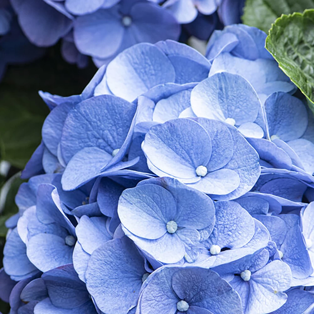 3x Hydrangea Macrophylla 'early Blue' - Hortensia - Arbuste - Rustique – ⌀10.5 Cm - ↕20-25 Cm – Image 4