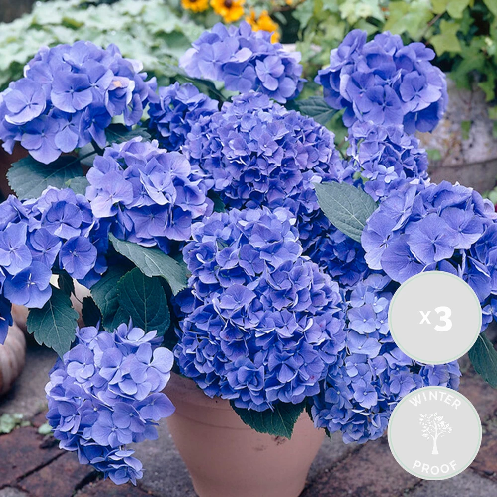 3x Hydrangea Macrophylla 'early Blue' - Hortensia - Arbuste - Rustique – ⌀10.5 Cm - ↕20-25 Cm – Image 2
