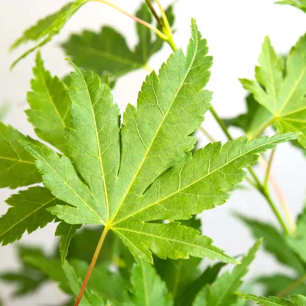 Acer Palmatum 'going Green' - érable Du Japon - Arbuste - Rustique – ⌀10,5 Cm - ↕25-30 Cm – Image 4