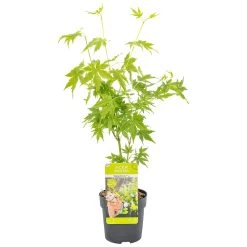 Acer Palmatum 'going Green' - érable Du Japon - Arbuste - Rustique – ⌀10,5 Cm - ↕25-30 Cm
