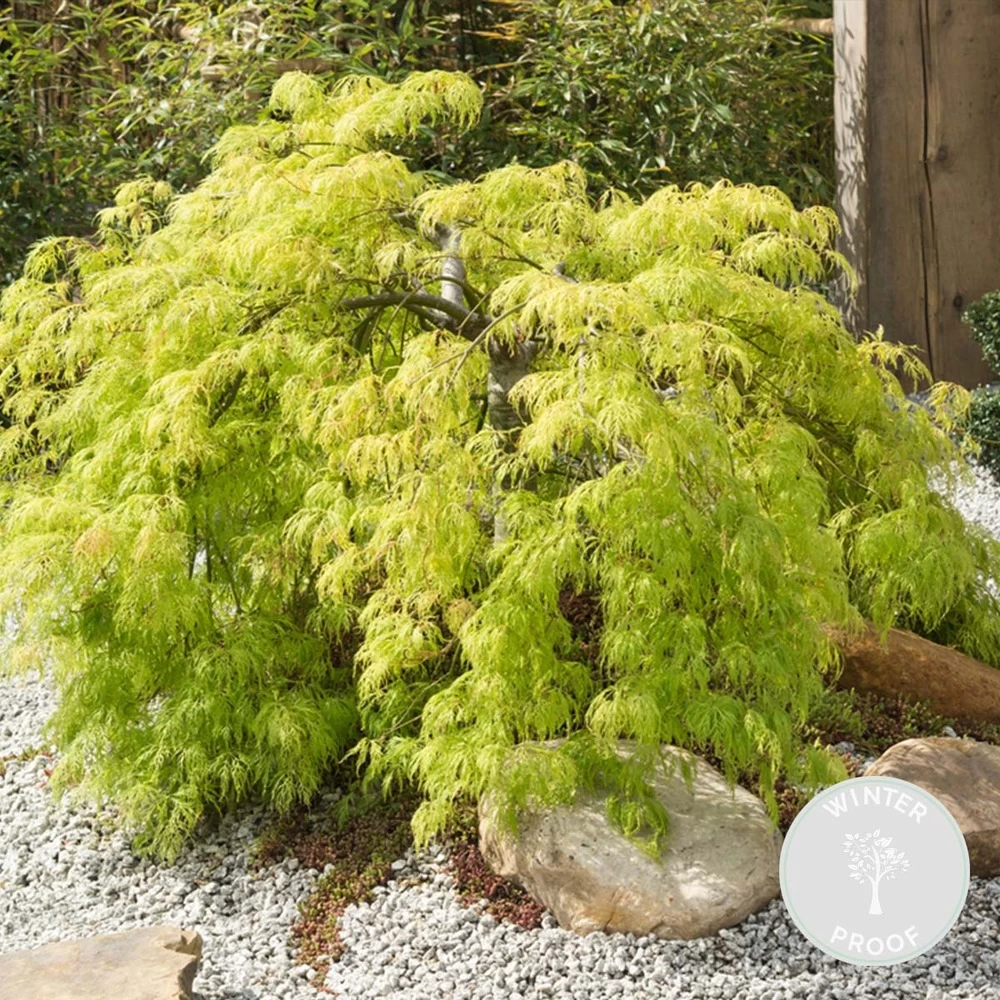 Acer Palmatum 'going Green' - érable Du Japon - Arbuste - Rustique – ⌀10,5 Cm - ↕25-30 Cm – Image 2
