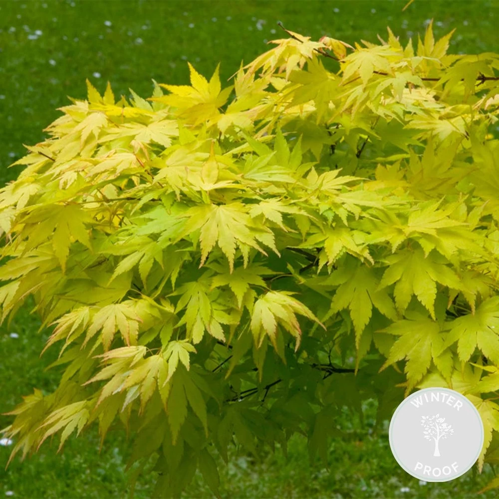 Acer Palmatum 'orange Dream' - érable Du Japon - Arbuste - Rustique - ⌀15 Cm - ↕30-40 Cm – Image 2