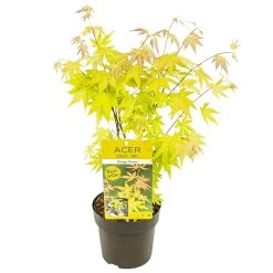 Acer Palmatum 'orange Dream' - érable Du Japon - Arbuste - Rustique - ⌀15 Cm - ↕30-40 Cm