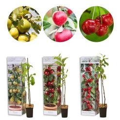 3x Mini Fruit Mix – Arbres Fruitiers – Facile D'entretien – ⌀9 Cm - ↕30-35 Cm