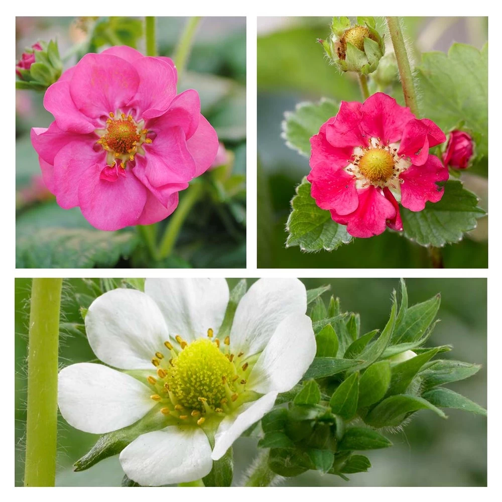 3x Fragaria Summer Breeze Mix – Fraisier – Facile D'entretien – ⌀10,5 Cm - ↕15-20 Cm – Image 4