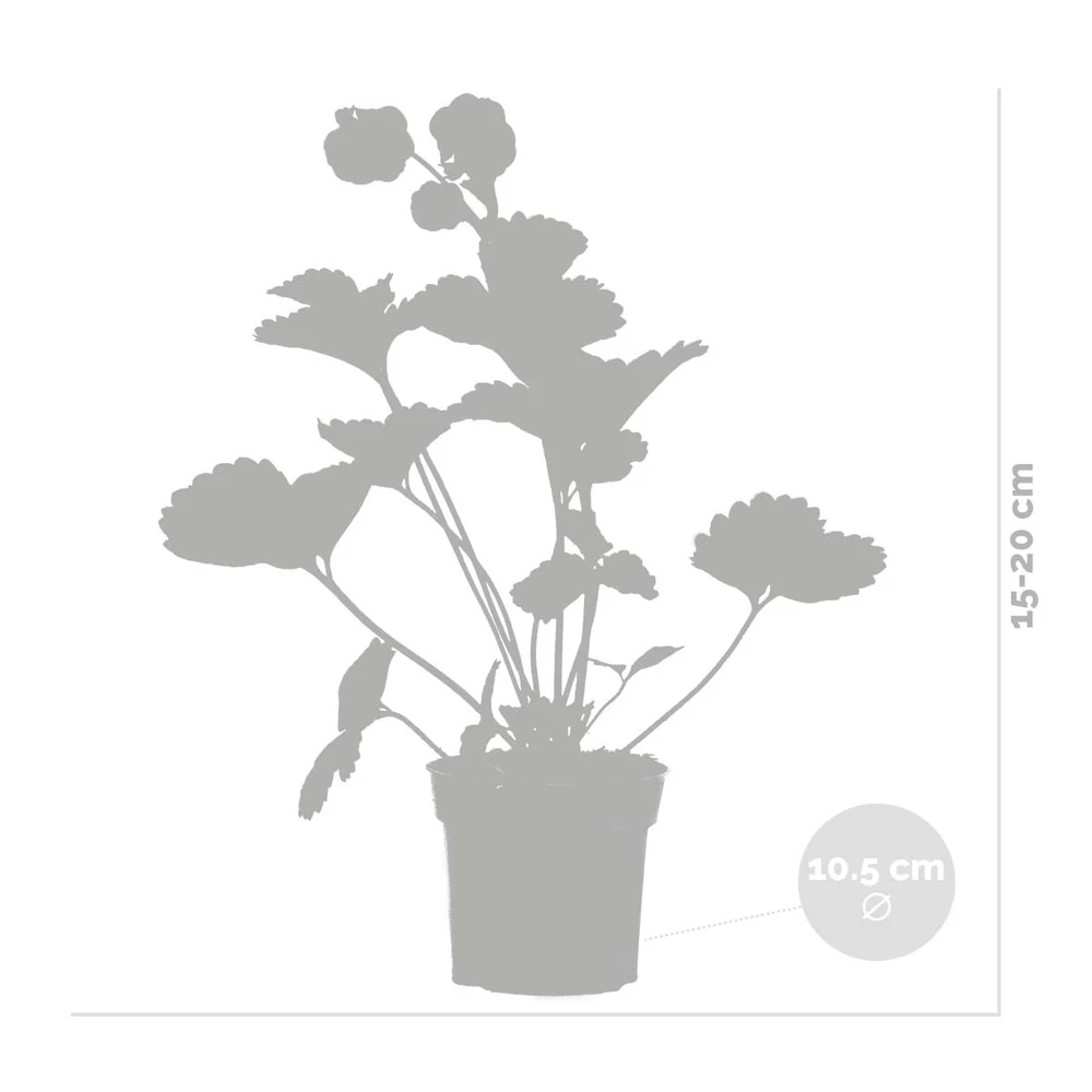 3x Fragaria Summer Breeze Mix – Fraisier – Facile D'entretien – ⌀10,5 Cm - ↕15-20 Cm – Image 3