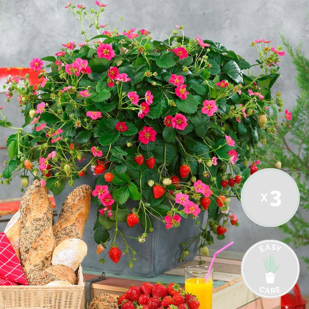 3x Fragaria Summer Breeze Mix – Fraisier – Facile D'entretien – ⌀10,5 Cm - ↕15-20 Cm – Image 2