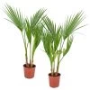 2x Washingtonia Robusta - Palmier Mexicain - Palmier Extérieur - Persistant – ⌀14 Cm - ↕35-45 Cm