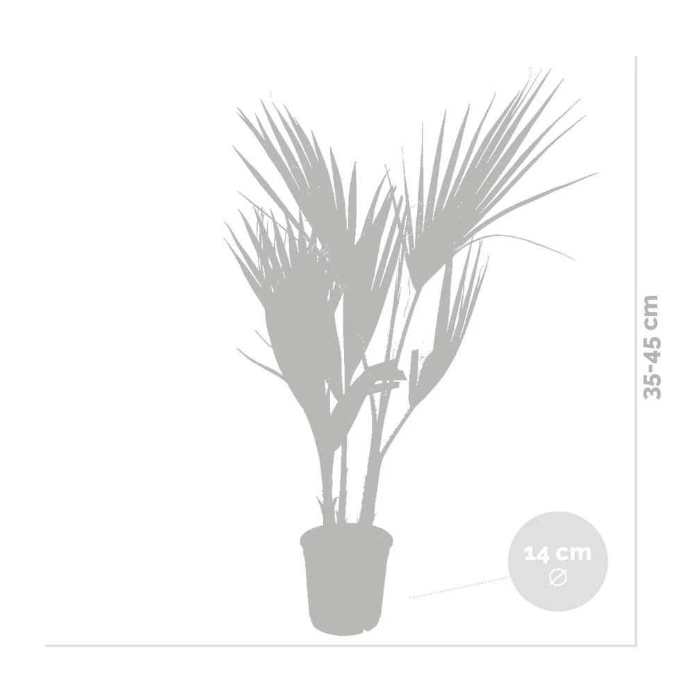 Washingtonia Robusta - Palmier Mexicain - Palmier Extérieur - Persistant – ⌀14 Cm - ↕35-45 Cm – Image 4