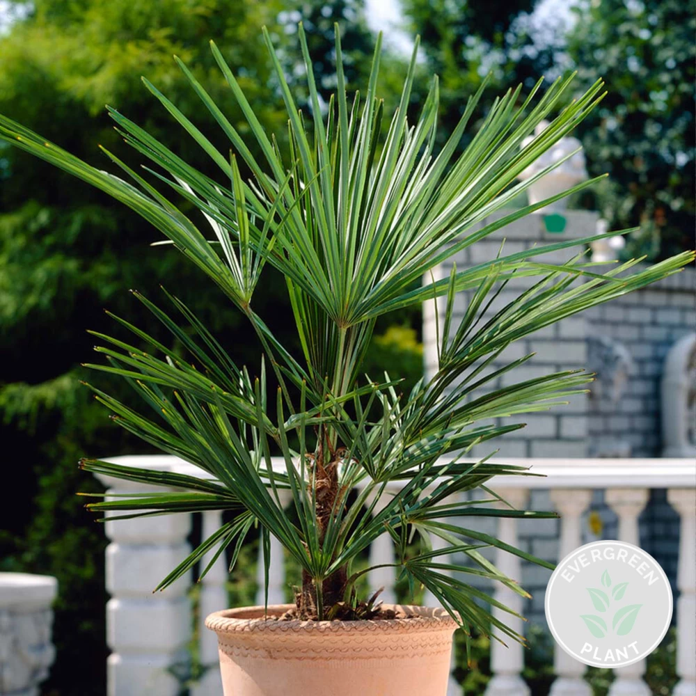 Washingtonia Robusta - Palmier Mexicain - Palmier Extérieur - Persistant – ⌀14 Cm - ↕35-45 Cm – Image 2