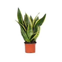 Sansevieria 'laurentii' – Sansevieria – Succulente – Peu D'entretien – ⌀12cm – ↕25-35cm