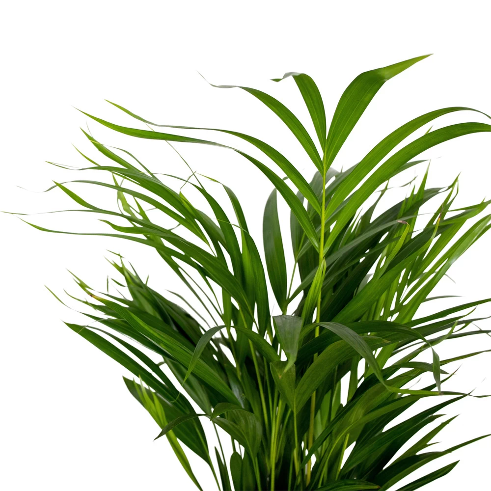 Dypsis Lutescens - Golden Palm - Plante D'intérieur - Entretien Facile - ⌀17 Cm - ↕60-70 Cm – Image 3