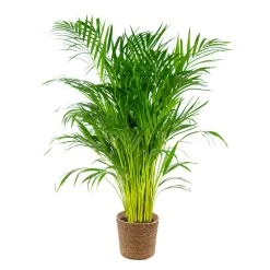 Dypsis Lutescens Incl. Panier En Jonc De Mer - Palmier Doré - ⌀21 Cm - ↕100-110 Cm