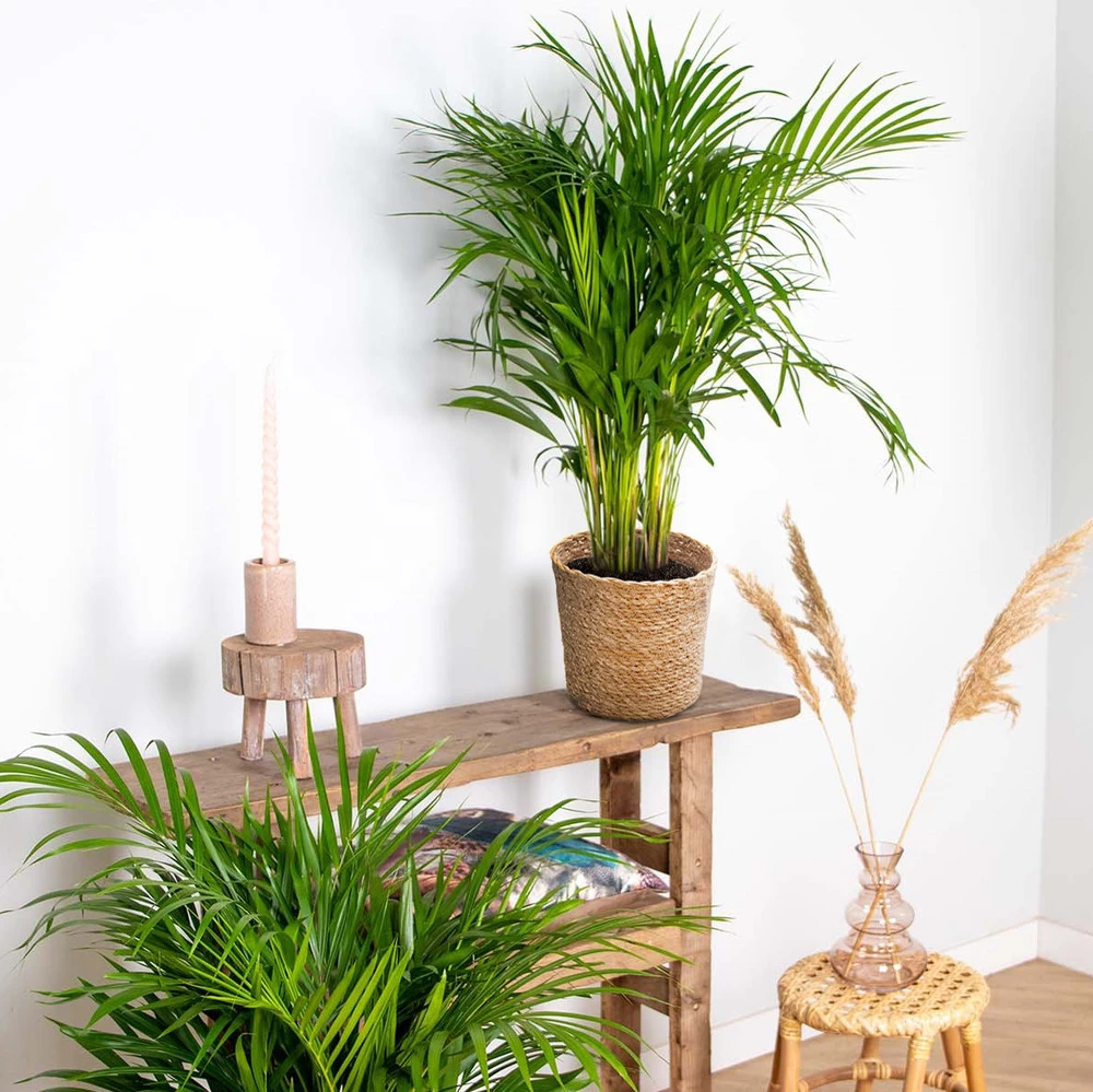 Dypsis Lutescens Incl. Panier En Jonc De Mer - Palmier Doré - ⌀20 Cm - ↕90-100 Cm – Image 4