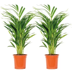 2x Dypsis Lutescens - Palmier Doré - Plante D'intérieur - Facile D'entretien - ⌀17 Cm - ↕60-70 Cm