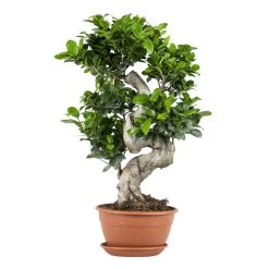 Ficus Microcarpa 'ginseng' En Forme De S – Bonsaï – Plante D'intérieur – ⌀22 Cm - ↕60-70 Cm