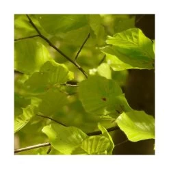 Hêtre Commun Sylvatica/pot De 7,5l - 60/80 Cm