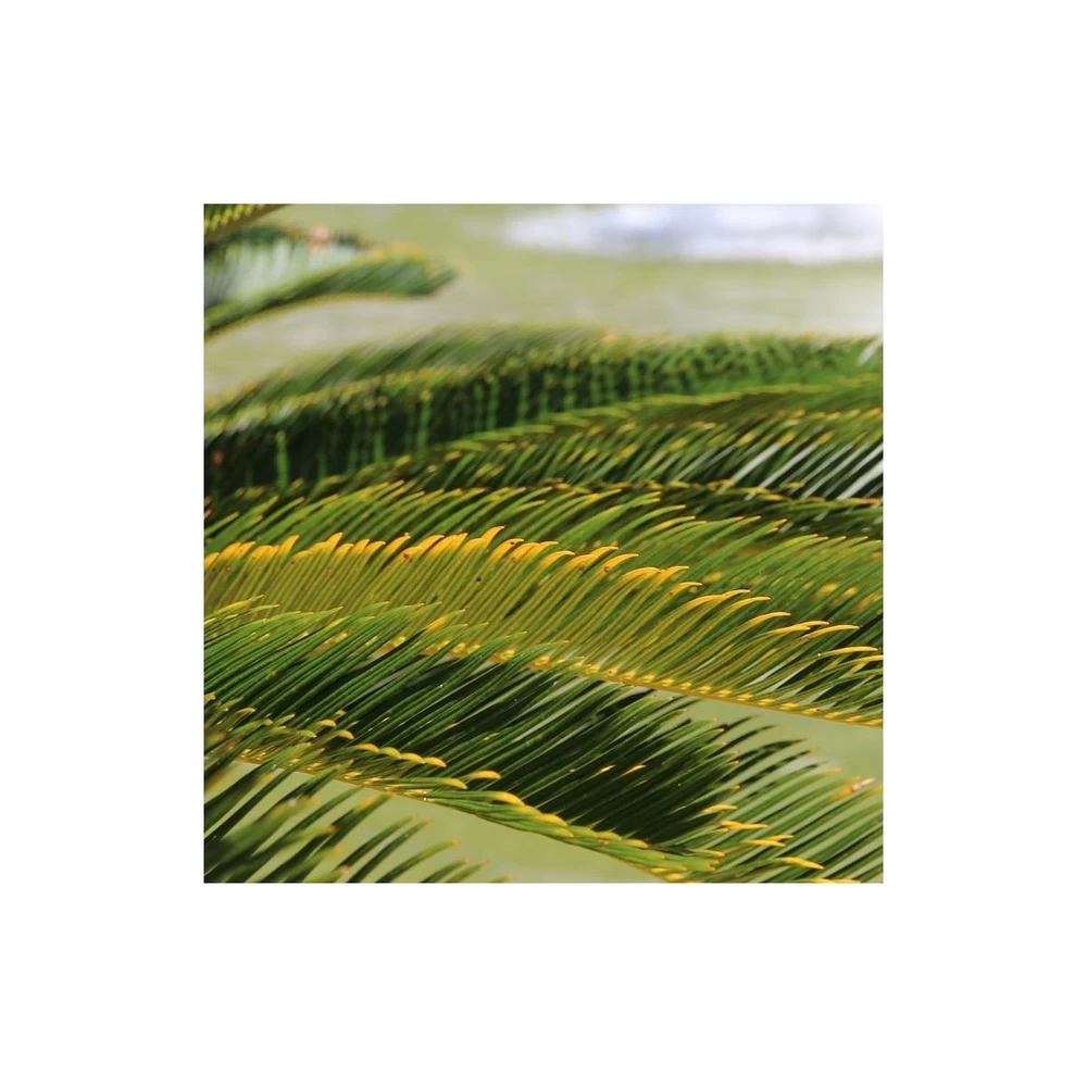 Cycas Du Japon/pot De 25l - 60/80 Cm – Image 2