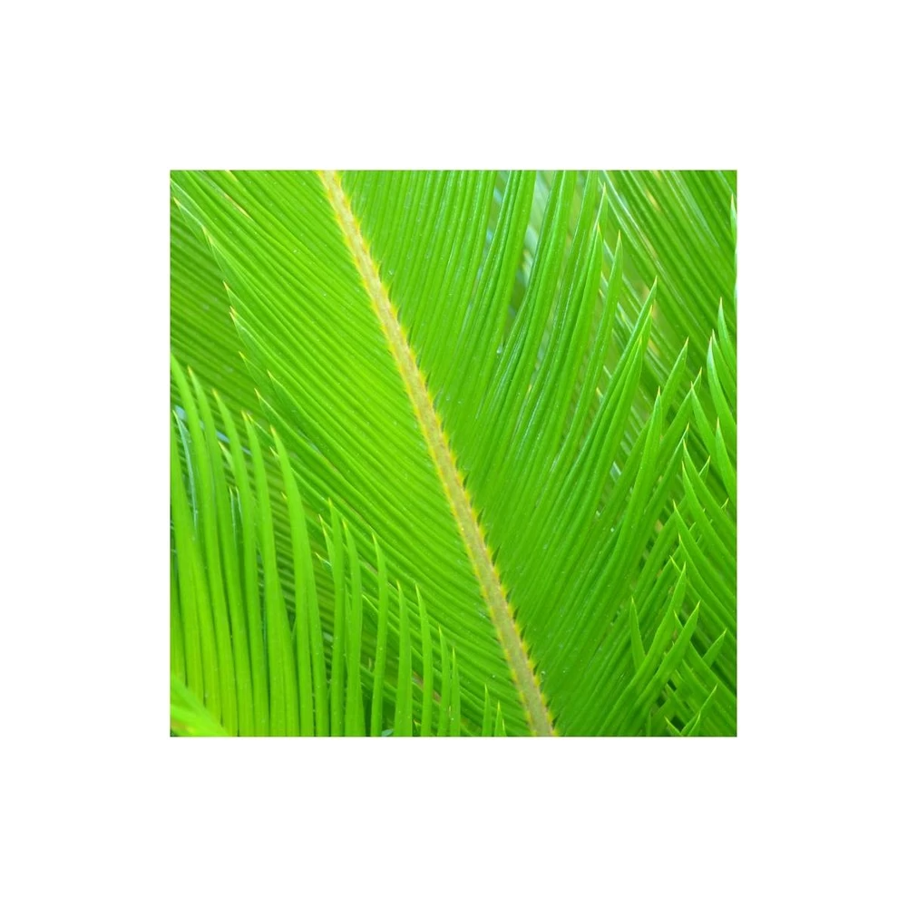 Cycas Du Japon/pot De 70l - Stipe 40/50 Cm – Image 4