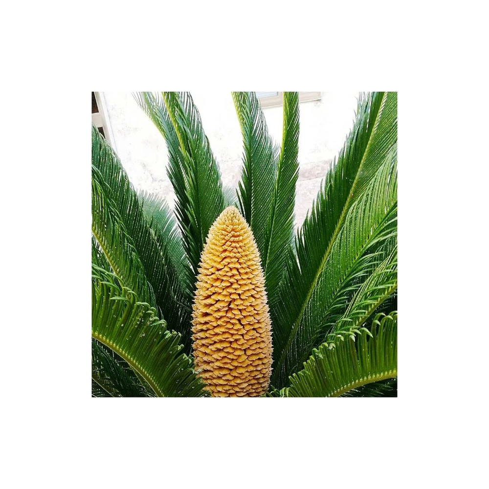 Cycas Du Japon/pot De 70l - Stipe 40/50 Cm – Image 3