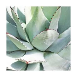 Agave Parryi/pot De 7,5l