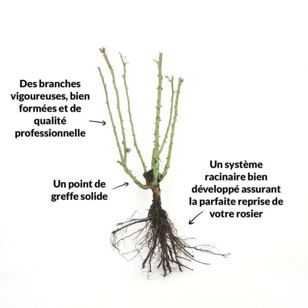 Rosier 'sutter's Gold' - – Image 2