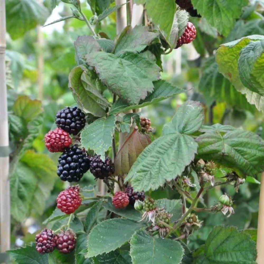 Mûre 'thornfree'- Rubus Fruticosus 3l – Image 2