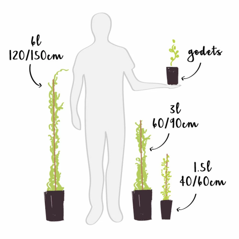 Mûre 'géante Des Jardins' - Rubus Fruticosus 3l – Image 3