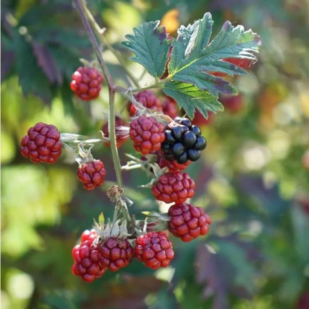 Mûre 'géante Des Jardins' - Rubus Fruticosus 3l – Image 2
