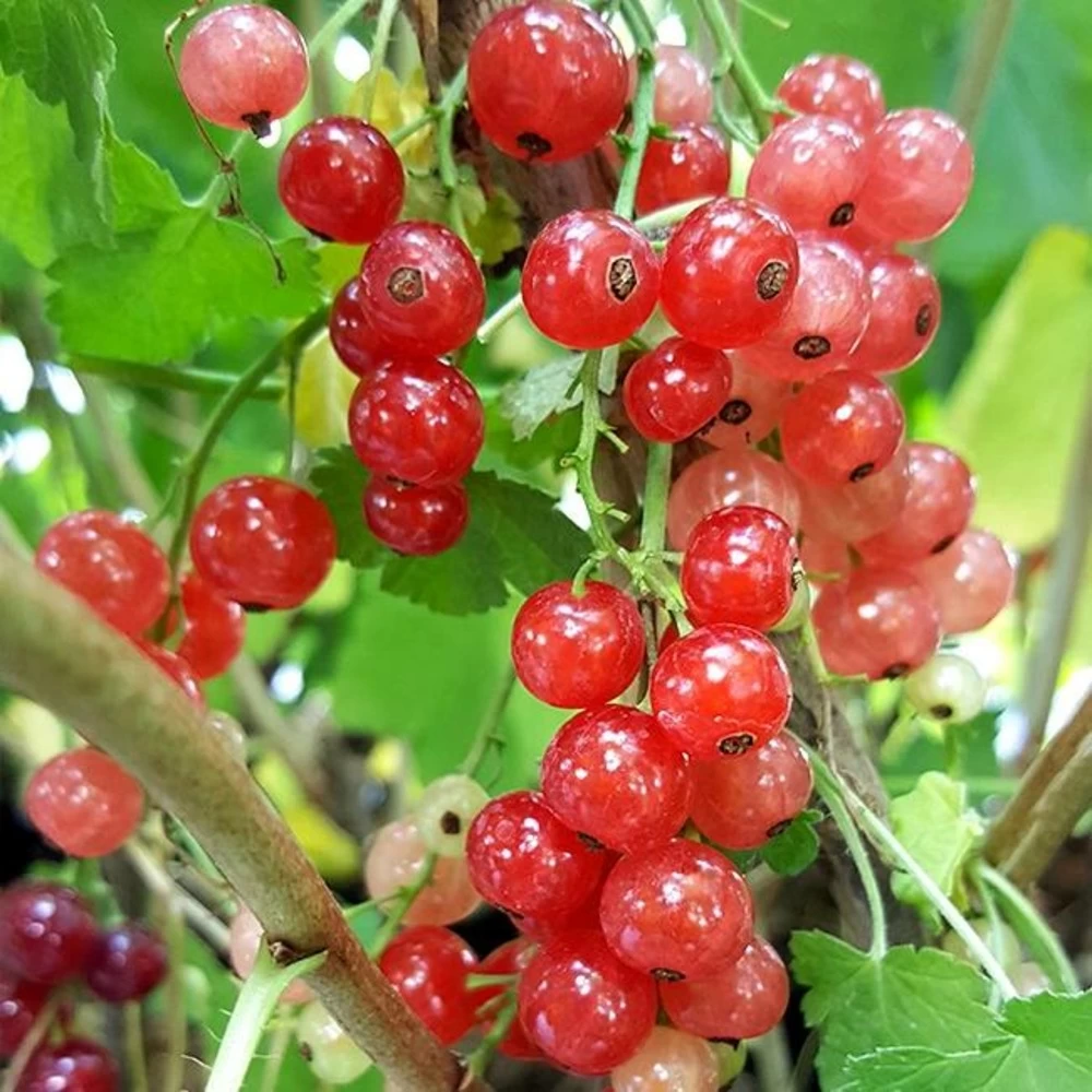 Groseillier Ă Grappes 'jonkheer Van Tets' - Ribes Rubrum 1,5l