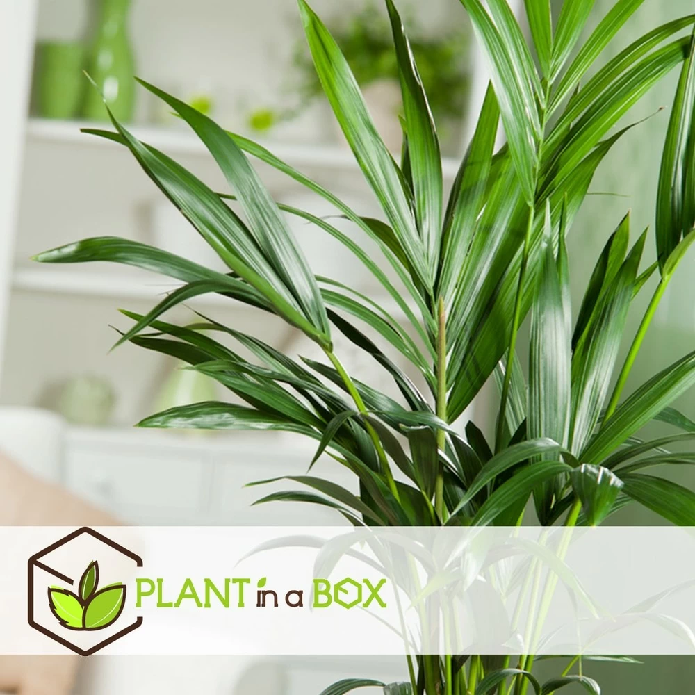 Palmier Kentia - Pot ⌀21 Cm - H. 130-140cm (hauteur Pot Incluse) – Image 4