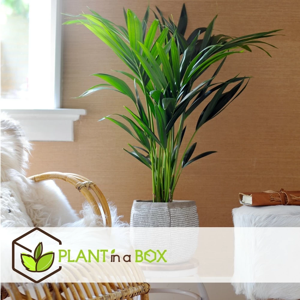 Palmier Kentia - Pot ⌀21 Cm - H. 130-140cm (hauteur Pot Incluse) – Image 3