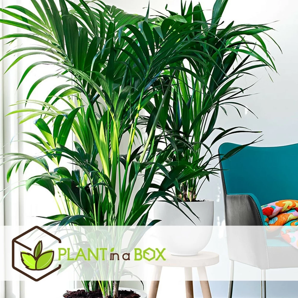 Palmier Kentia - Pot ⌀21 Cm - H. 130-140cm (hauteur Pot Incluse) – Image 5