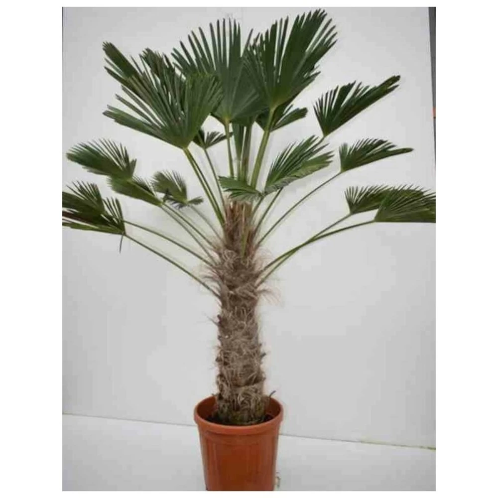 Trachycarpus Wagnerianus (palmier De Chusan, Palmier Moulin à Vent) - Taille:pot De 110l - Tronc De 180/200cm - 230/260cm – Image 3