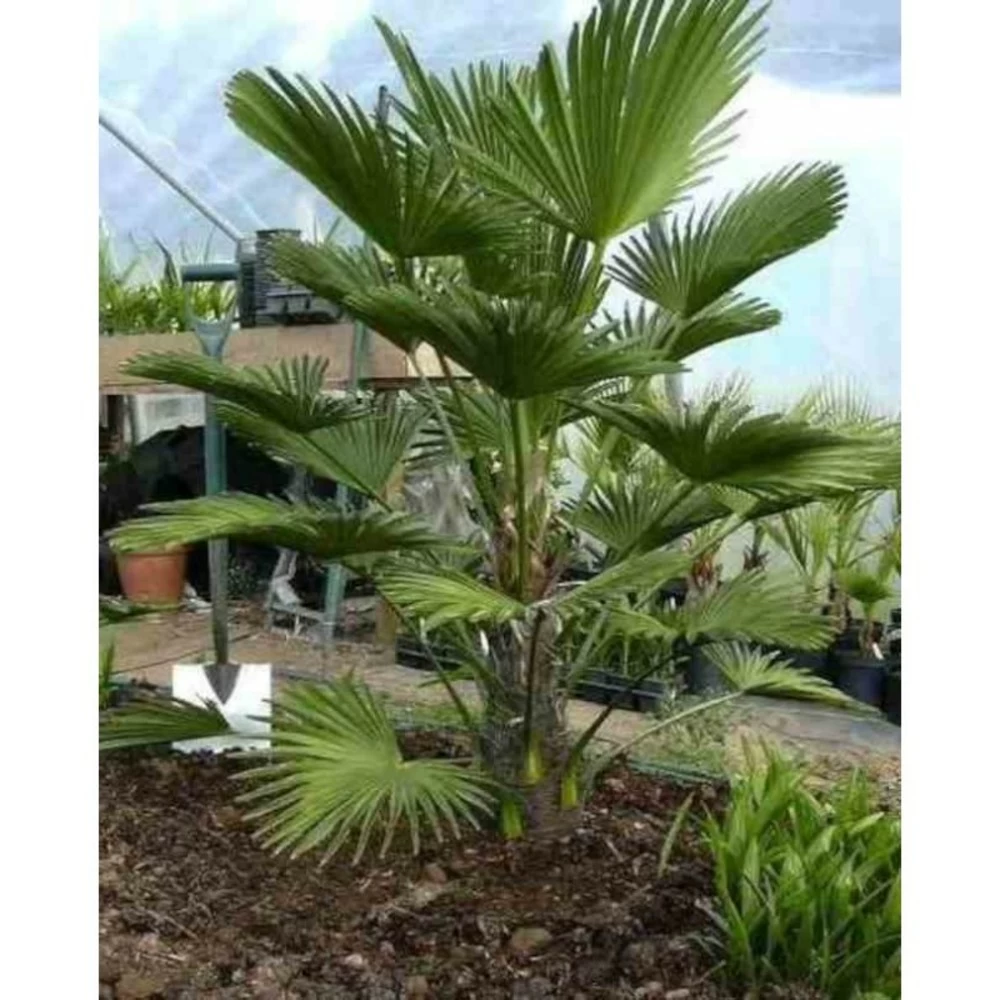 Trachycarpus Wagnerianus (palmier De Chusan, Palmier Moulin à Vent) - Taille:pot De 110l - Tronc De 180/200cm - 230/260cm – Image 2