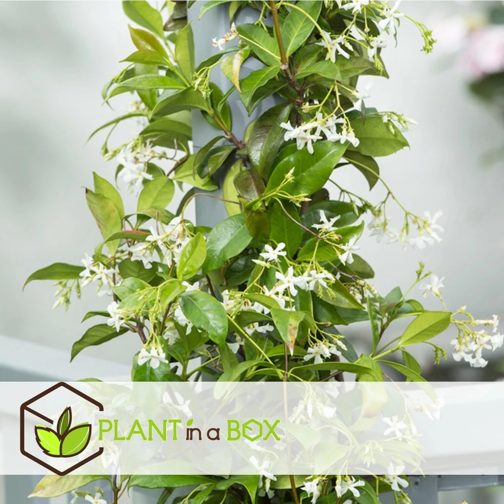 Jasmin Xl - Set De 2 - Vigne Grimpante - Pot 17cm - Hauteur 110-120cm – Image 4