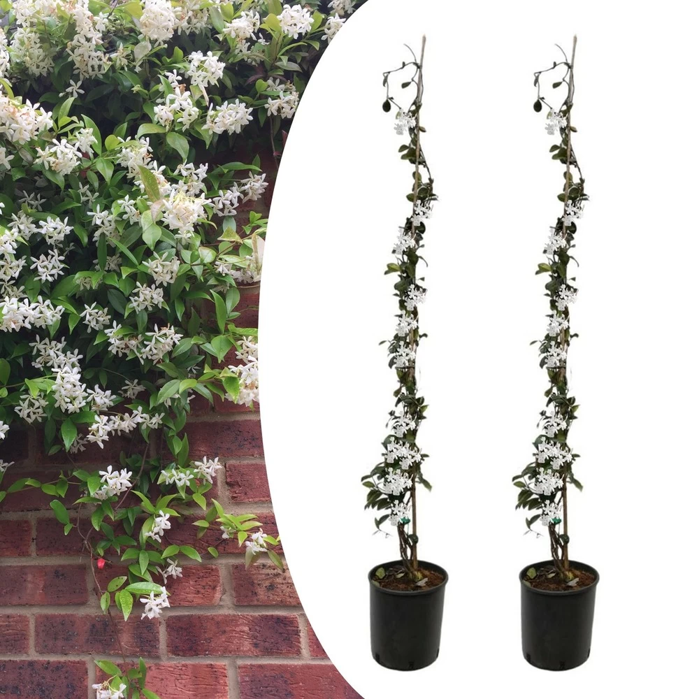Jasmin Xl - Set De 2 - Vigne Grimpante - Pot 17cm - Hauteur 110-120cm