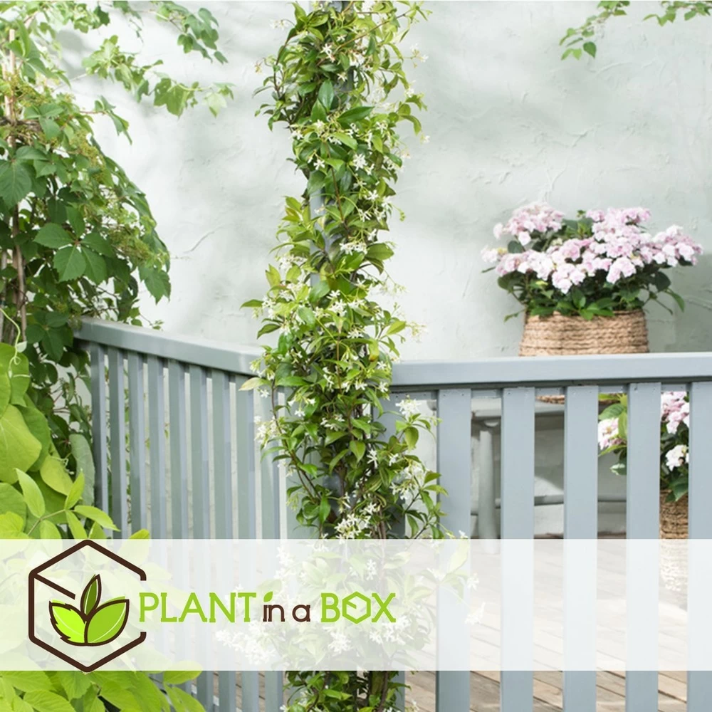 Jasmin Xl - Set De 2 - Vigne Grimpante - Pot 17cm - Hauteur 110-120cm – Image 2