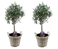 Olea Europaea - Set De 2 - D'olivier Dans Un Panier - Pot 14cm - Hauteur 45-55cm