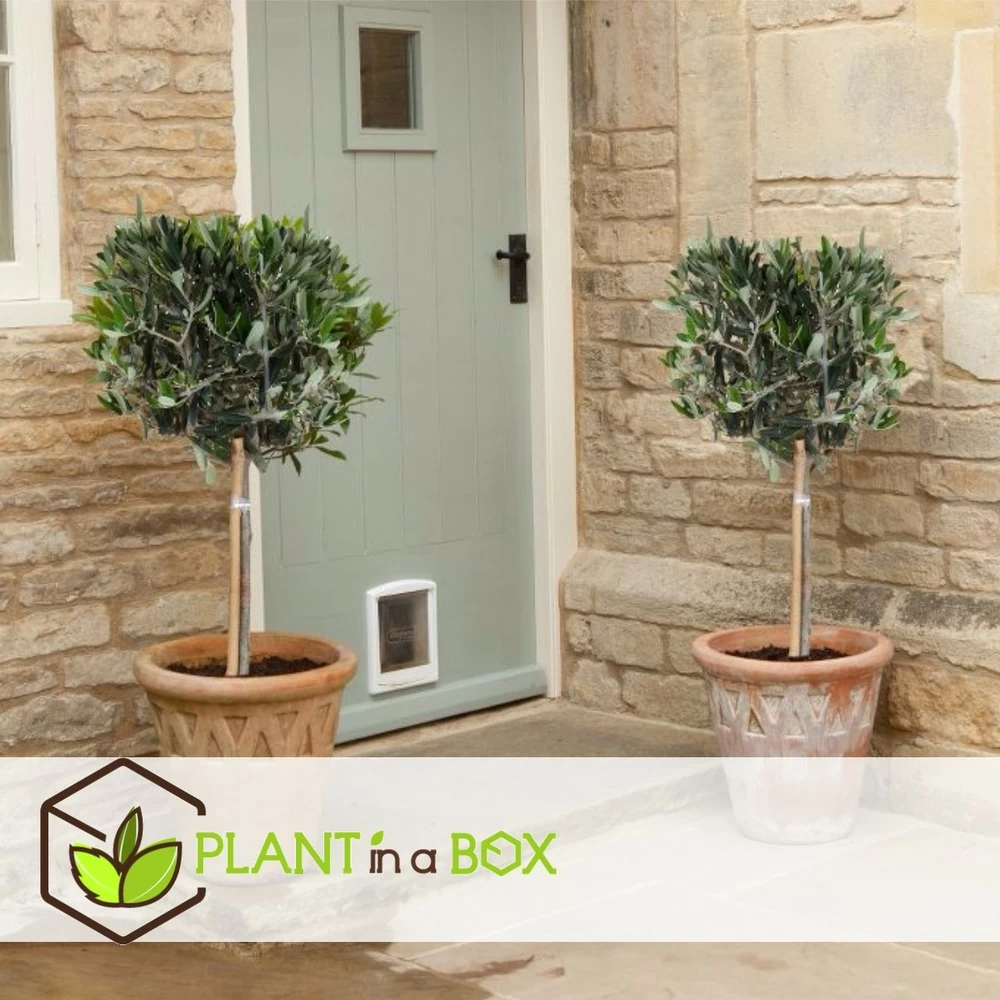 Olea Europaea - Olivier Rustique Sur Tige - Pot 21cm - Hauteur 90-100cm – Image 3