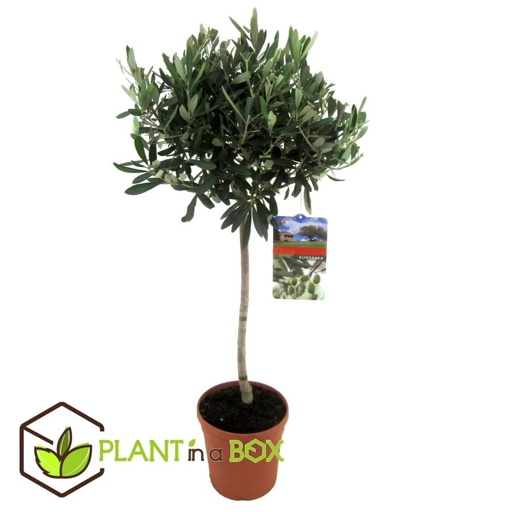 Olea Europaea - Olivier Rustique Sur Tige - Pot 21cm - Hauteur 90-100cm – Image 2